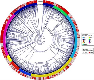 The genetic network underlying the evolution of pathogenicity in avian Escherichia coli